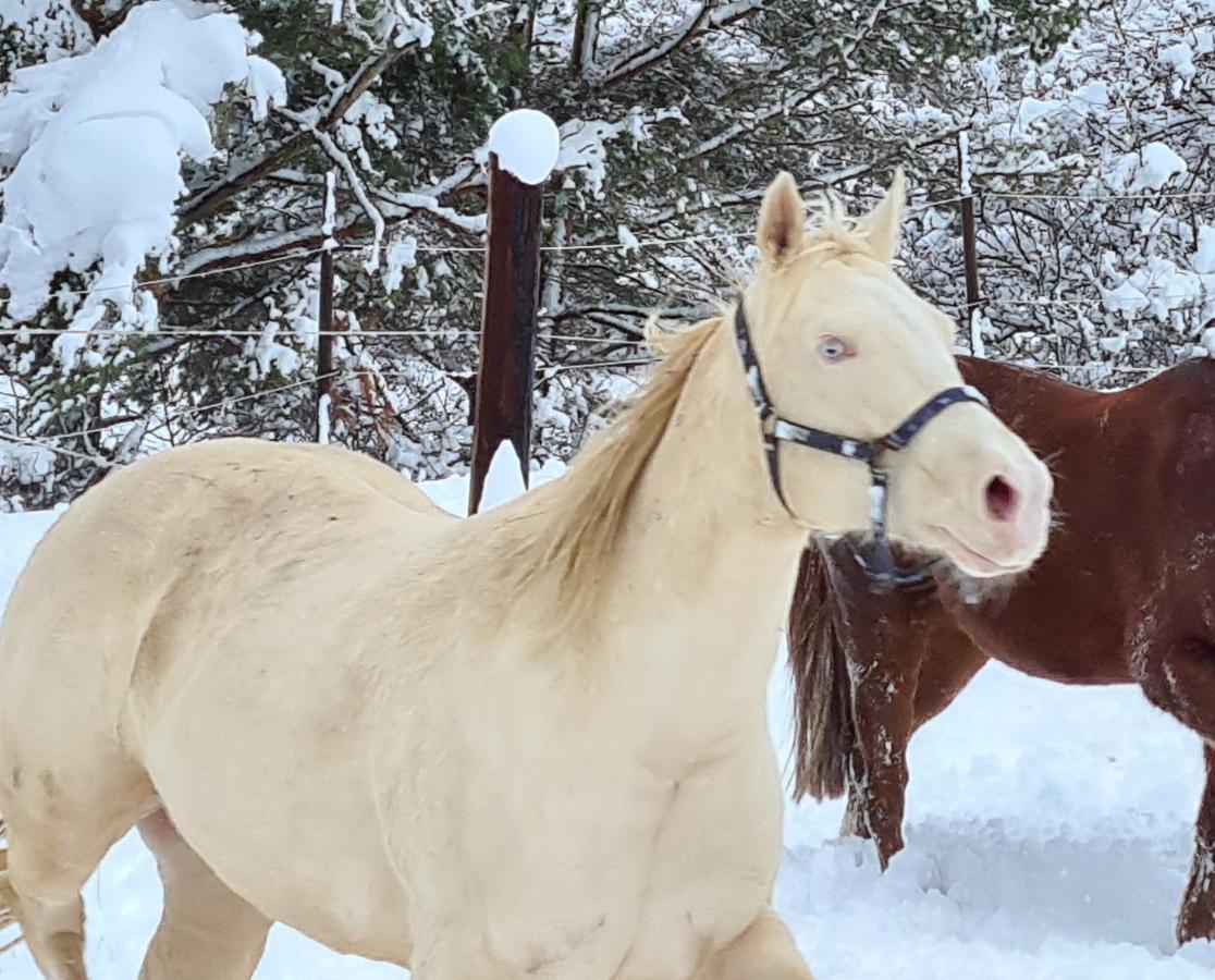 Haras De Seranon Villa Eksteriør bilde