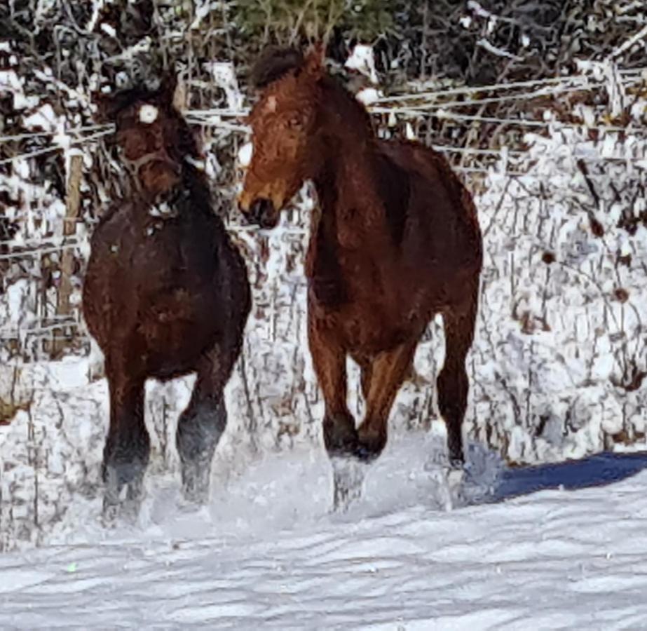 Haras De Seranon Villa Eksteriør bilde