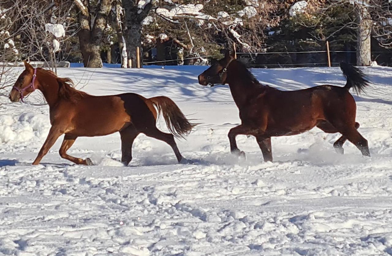 Haras De Seranon Villa Eksteriør bilde