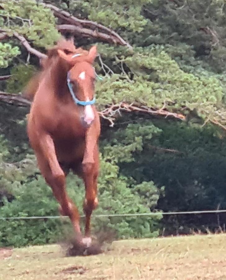 Haras De Seranon Villa Eksteriør bilde