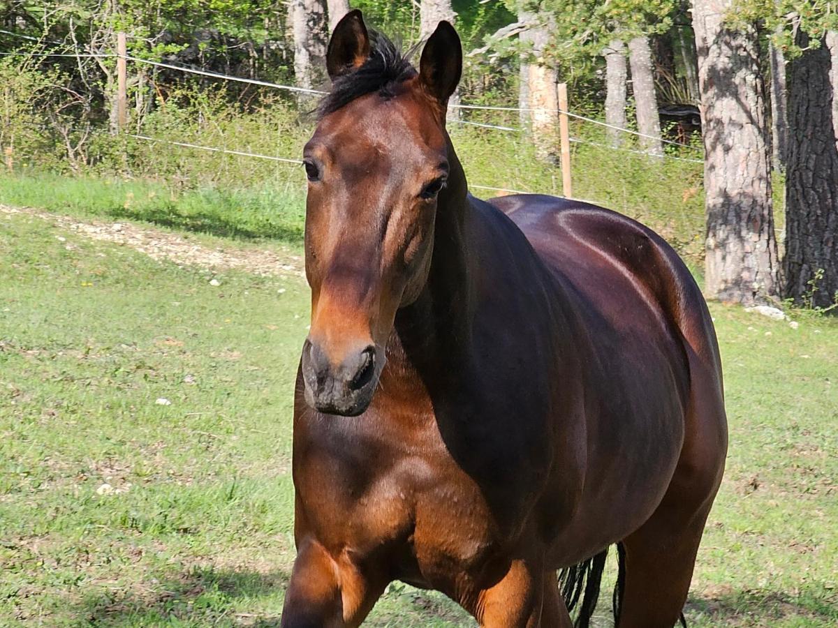 Haras De Seranon Villa Eksteriør bilde